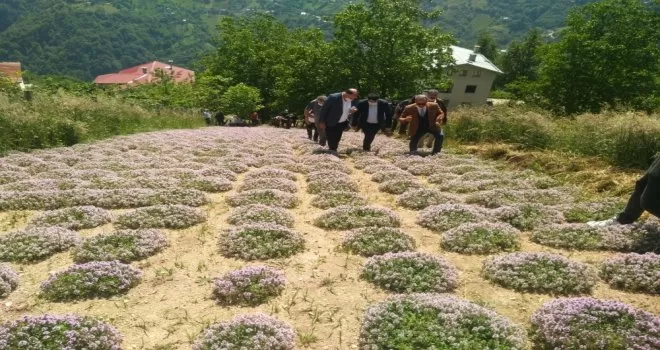 Rize’nin İkizdere ilçesinde dağ kekiği hasadına başlandı
