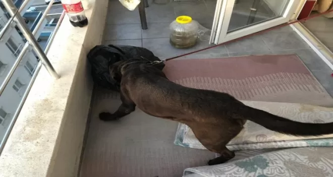 Sahte parayla uyuşturucu ticareti yapan çeteye şafak operasyonu
