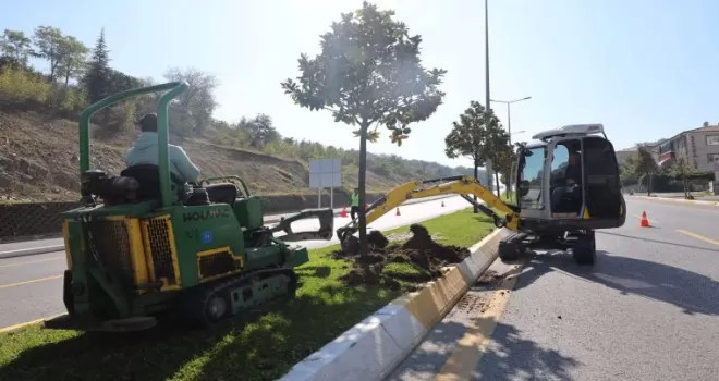 Sakarya’da ağaçlar o kazı için titizlikle taşınıyor