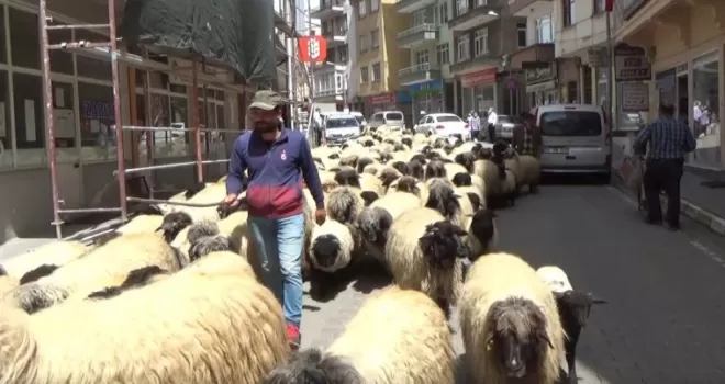 Şalpazarın'da yayla göçü başladı!