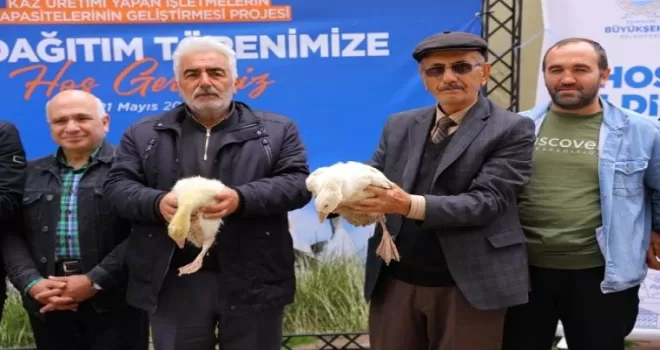 Samsun Büyükşehir’den üreticiye kaz desteği