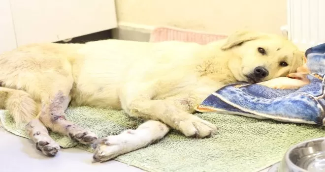 Şans köpeğin yüzlerce kilometrelik iyileşme yolculuğu
