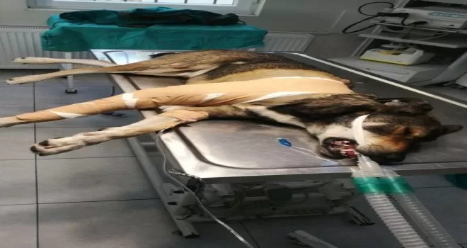 Sarıyer’de aracın köpeği ezdiği an kamerada
