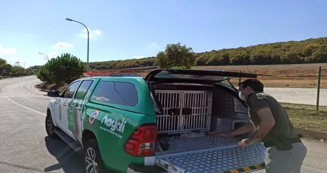 Sarıyer’de ‘tehlike ırk’ köpek besleyen şahsa cezai işlem uygulandı

