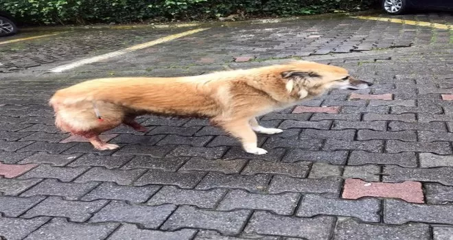 Sarıyer’de vicdansız sürücünün köpeğe çarpıp kaçtığı anlar kamerada
