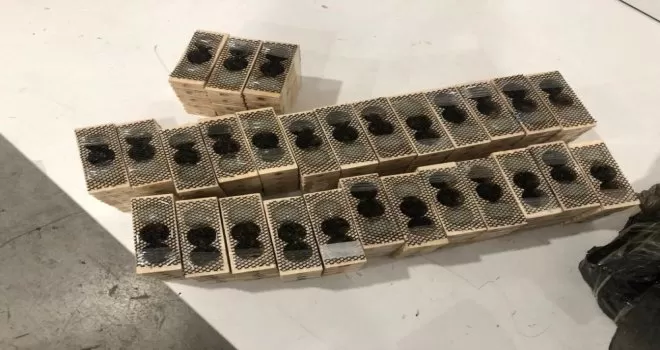 Sarp Gümrük Kapısı’nda bin 500 canlı kraliçe arı ele geçirildi
