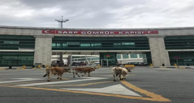 Sarp Sınır Kapısı’nda gülümseten görüntüler
