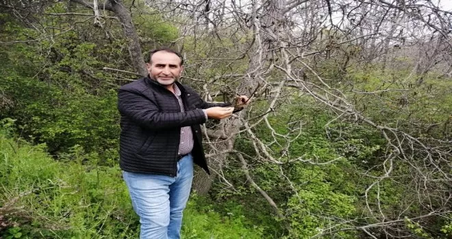 Şebin cevizini don vurdu
