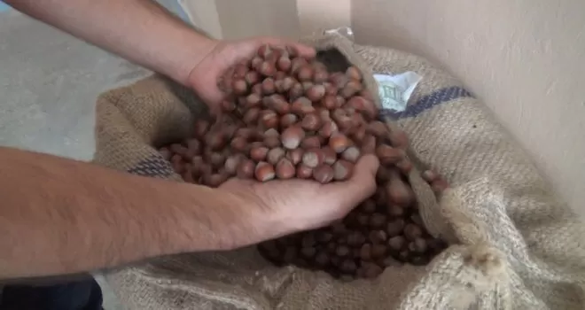 Serbest piyasanın fındık alım fiyatları önümüzdeki günlerde belirlenecek
