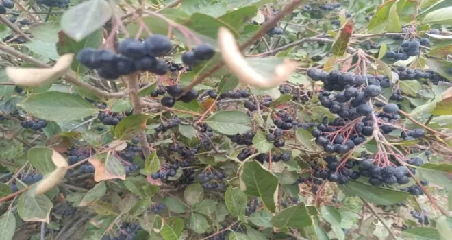 Şifa kaynağı aronya Edirne Enez’de üretiliyor