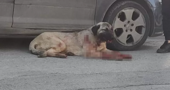 Silahla köpeği yaralayan şahıs yakalandı
