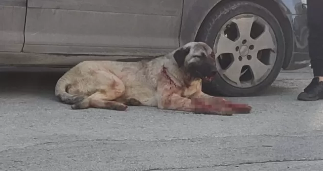Silahla vurulan çoban köpeği için seferber oldular
