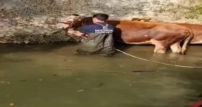 Şile’de dereye düşen 4 büyükbaş kurtarıldı
