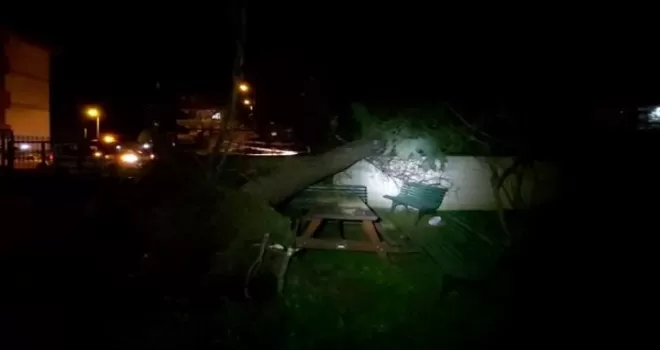Silivri’de fırtına ağacı kökünden söktü
