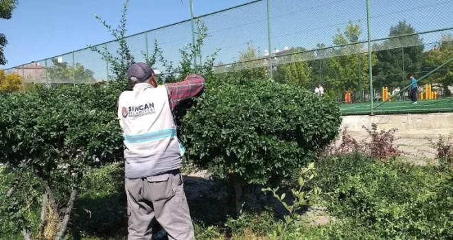 Sincan Belediyesinden ağaçlara sonbahar bakımı
