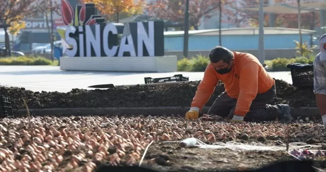Sincan’da binlerce lale soğanı toprakla buluştu
