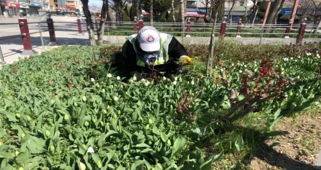 Sincan’da laleler baharı müjdeledi
