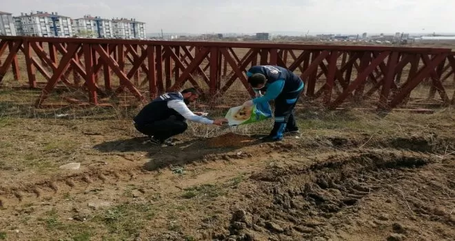 Sincan’da sokak hayvanlarına mama desteği
