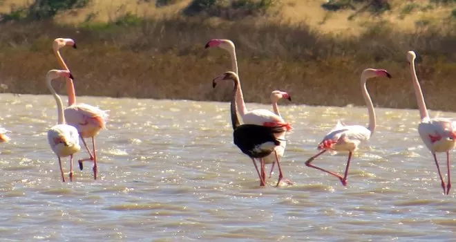 Siyah flamingo tekrardan Türkiye’de
