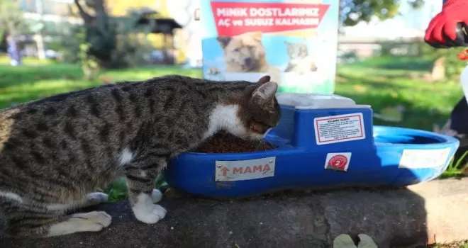 Sokağa çıkma yasağında sokak hayvanları unutulmadı

