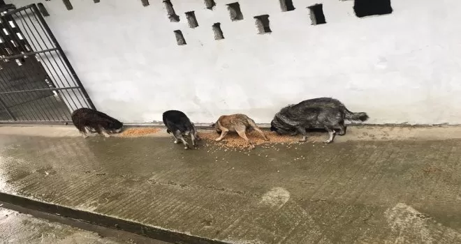 Sokak hayvanları için doğaya yem bırakıldı