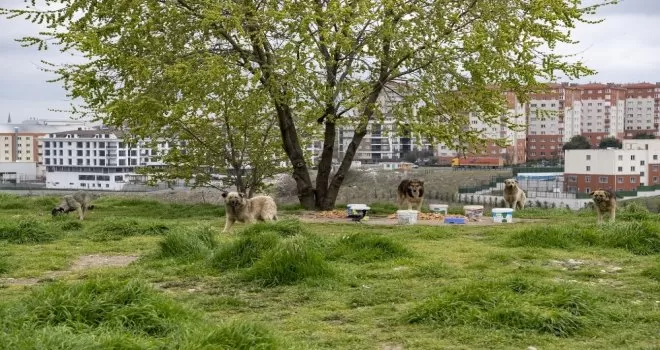 Sokak hayvanları için günde 650 kilo mama

