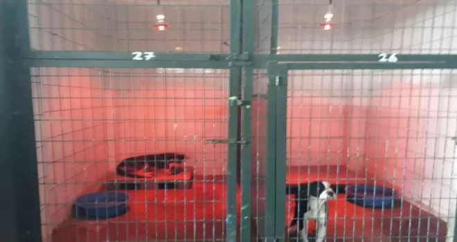 Sokak hayvanları soğuk kış günlerinde barınakta korunuyor
