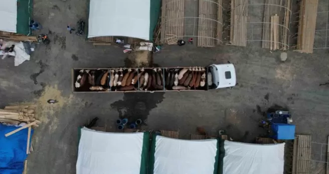 Sultangazi’de kurbanlıklar pazara gelmeye başlandı
