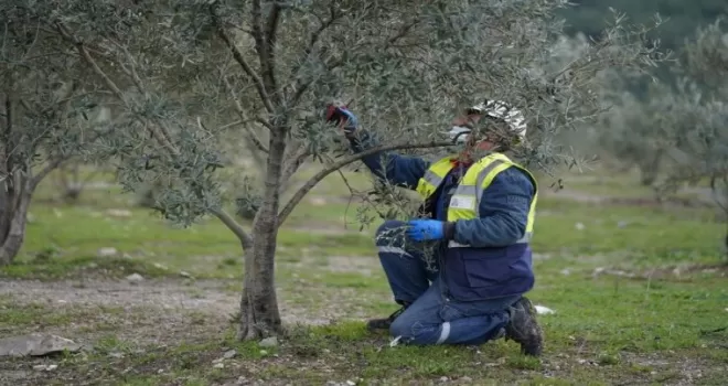 Taşınan zeytin ağaçları meyve vermeye devam ediyor
