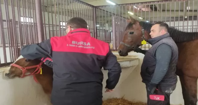 Tay tescil işlemleri Bursa’da sürüyor