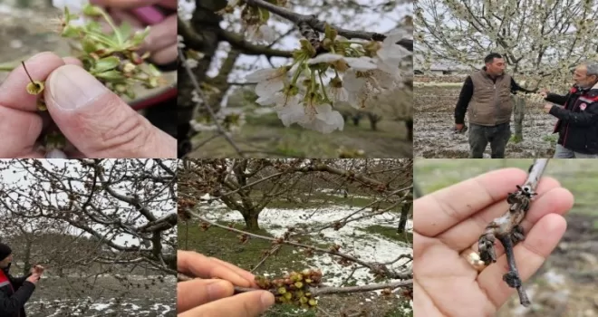 TBMM ’zirai don zararları’nı araştıracak