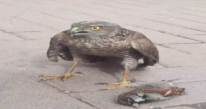 Tedavisi tamamlanan şahin doğal ortamına salındı
