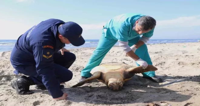 Tekirdağ sahilinde “caretta caretta“ ölüsü bulundu
