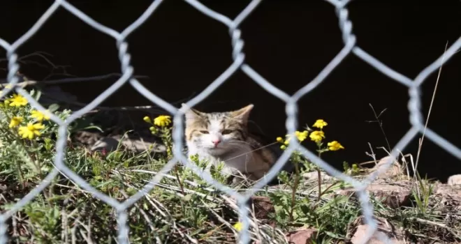 Tel örgülerde mahsur kalan kedi kurtarıldı
