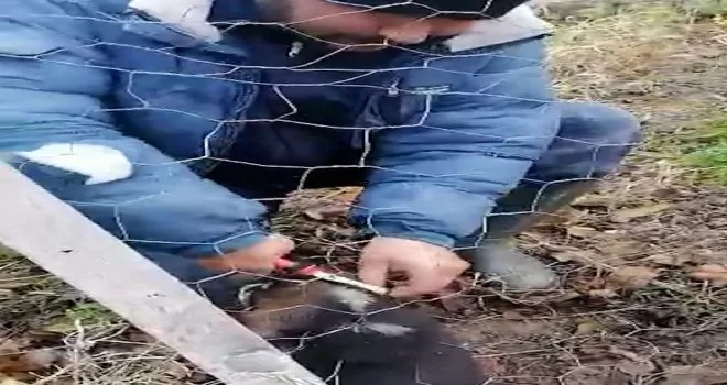 Tellerin arasına sıkışan yavru köpeği böyle kurtardı
