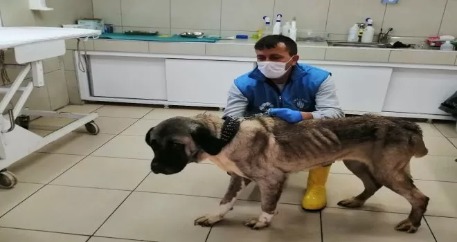 Terk edilen yaşlı köpeğe belediye sahip çıktı
