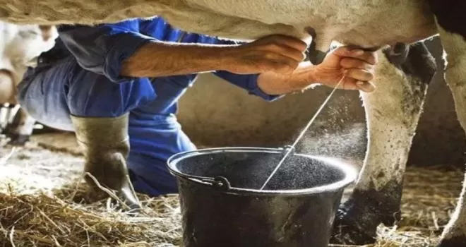 Ticari süt toplama arttı, içme sütü üretimi geriledi
