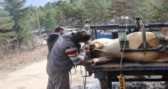 Tonluk boğalarla bebek gibi ilgileniyorlar
