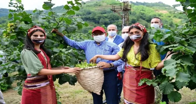 Trabzon’da fındık hasadına başlandı
