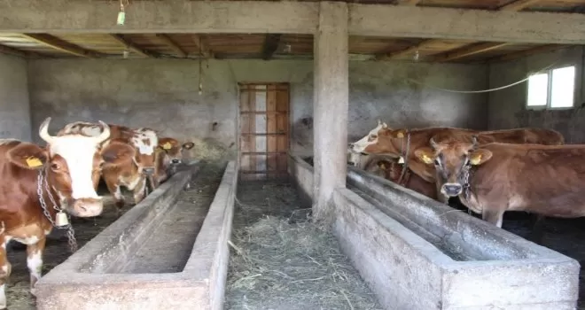 Trabzon’da hayvancılık turizmle birlikte gelişiyor
