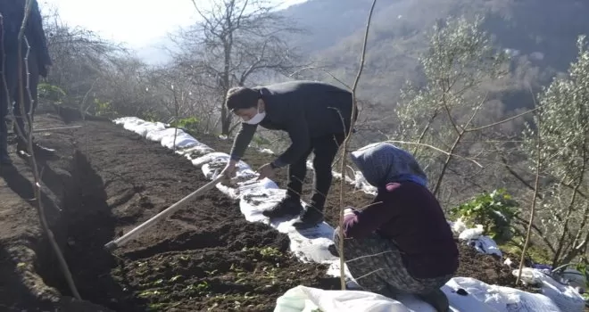 Trabzon’da ilk kez dikimi yapıldı
