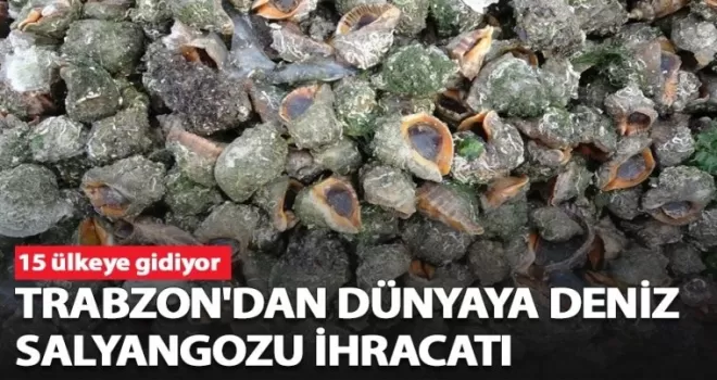 Trabzon'dan dünyaya deniz salyangozu ihracatı