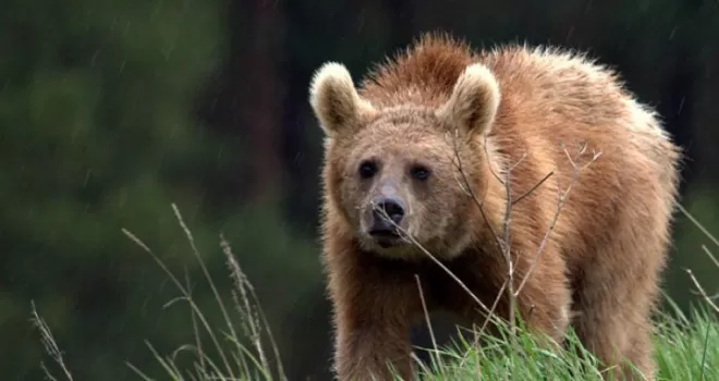 Turist Ayı Uzungöl’de gezintiye çıktı