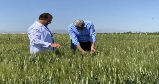 Türk yerli tohumu dünyaya açılıyor