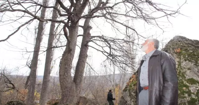 Türkiye’nin en büyük fındık ağacı Giresun’da