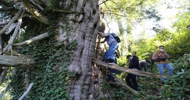 Türkiye’nin en geniş çaplı porsuk ağacı Artvin’de tescillendi
