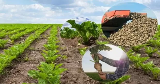 Türkşeker’in şeker pancarı alım fiyatı belli oldu