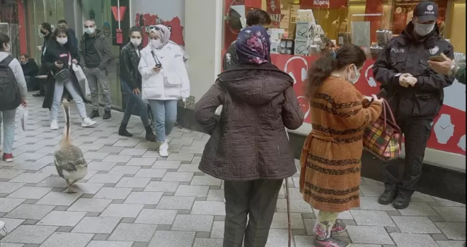 Trabzon'da gezmeye çıkan Kaz HES uygulamasına takıldı!