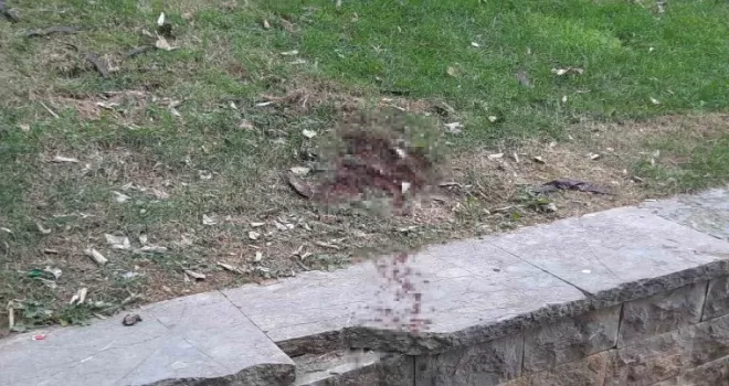 Ünlü oyuncu Seda Fettahoğlu parkta ölü bulundu
