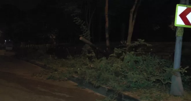 Üsküdar’da ağaç yola devrildi
